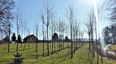 Paulownia - Blauglockenbäume